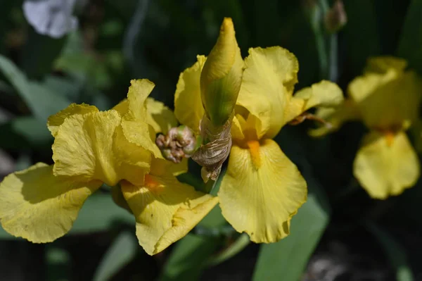 Schöne Irisblumen Garten — Stockfoto