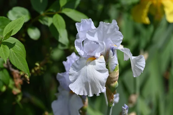 Belles Fleurs Blanches Dans Jardin — Photo