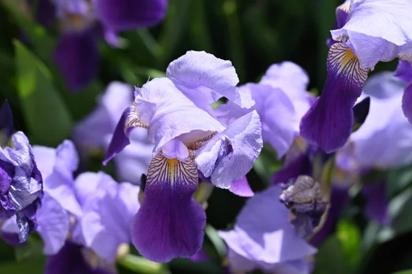 Belles Fleurs Violettes Dans Jardin — Photo