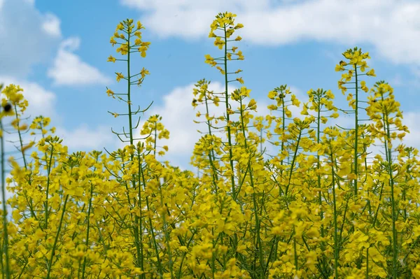 青い空の黄色い菜の花畑 — ストック写真