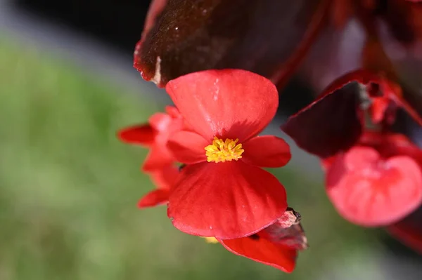 Piękne Botaniczne Ujęcie Naturalna Tapeta Czerwone Kwiaty — Zdjęcie stockowe