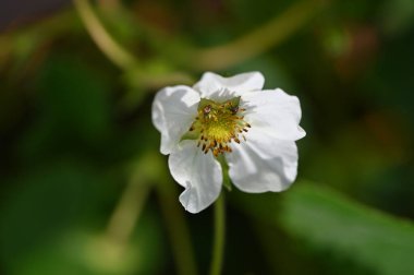 Bahçede büyüyen beyaz çiçekler
