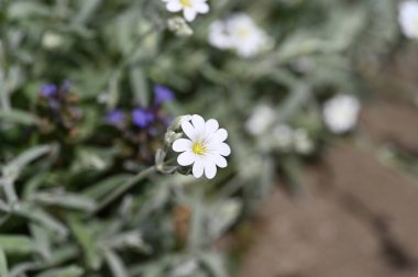 Bahçede büyüyen beyaz çiçekler