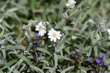Bahçedeki güzel beyaz çiçekler
