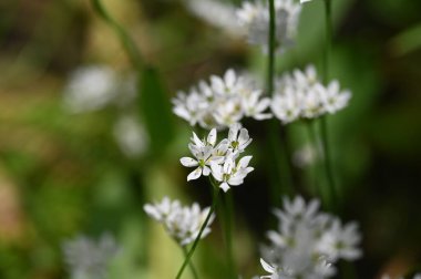 Bahçede büyüyen beyaz çiçekler