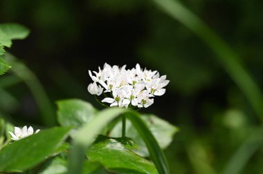 Bahçede büyüyen beyaz çiçekler