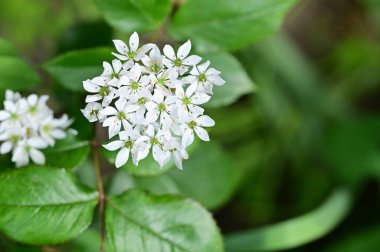 Bahçede büyüyen beyaz çiçekler