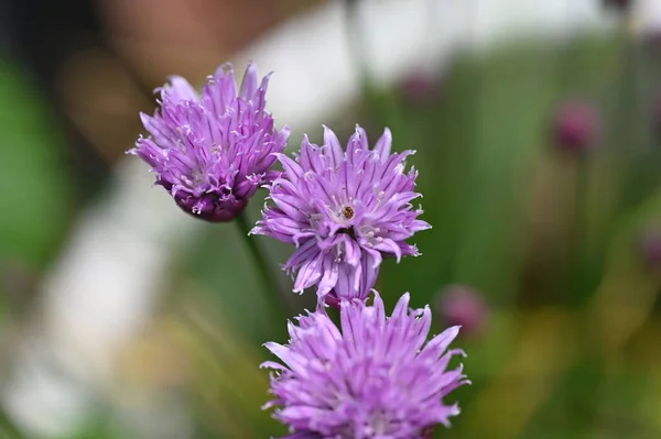 stock image beautiful purple flowers in the garden