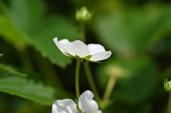 Fehér Virágok Nőnek Kertben — Stock Fotó
