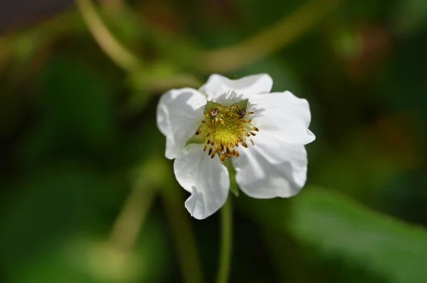 Білі Квіти Ростуть Саду — стокове фото