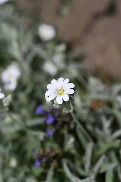 stock image white flowers growing in the garden