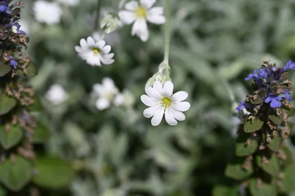 Białe Kwiaty Rosnące Ogrodzie — Zdjęcie stockowe