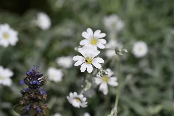 stock image beautiful flowers in the garden