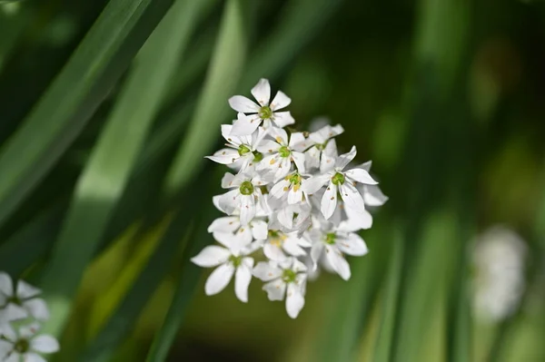 Белые Цветы Растущие Саду — стоковое фото