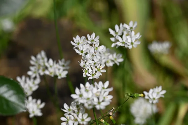 Weiße Blumen Wachsen Garten — Stockfoto