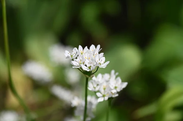 Белые Цветы Растущие Саду — стоковое фото