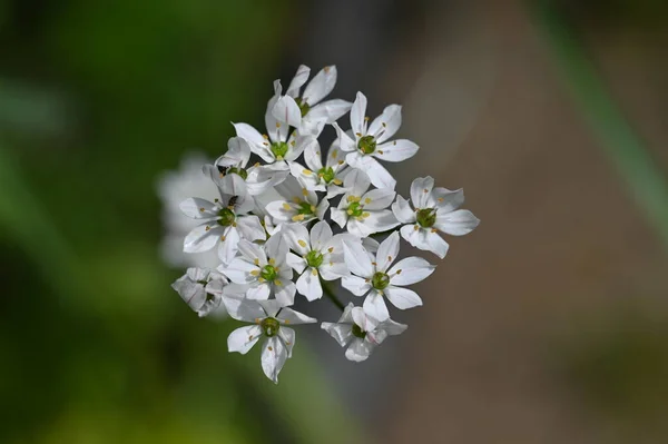 Flori Albe Care Cresc Grădină — Fotografie, imagine de stoc
