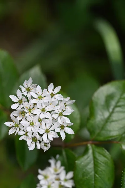 Bahçede Büyüyen Beyaz Çiçekler — Stok fotoğraf
