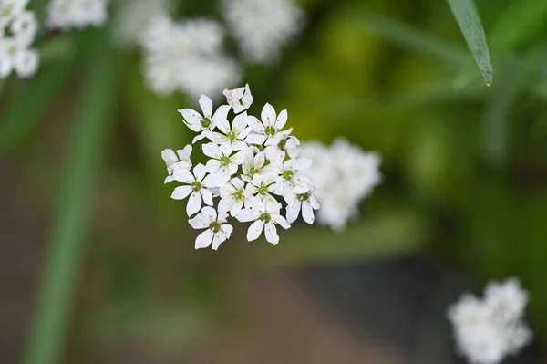 Bílé Květy Rostoucí Zahradě — Stock fotografie