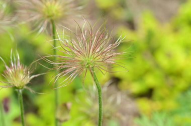 Bahçedeki güzel çiçekler
