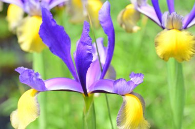 Bahçedeki güzel iris çiçekleri