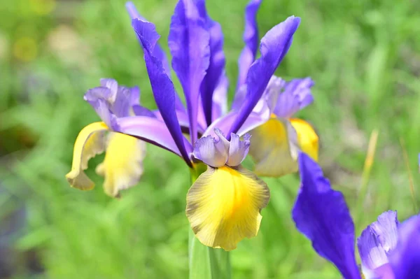 Belles Fleurs Iris Dans Jardin — Photo