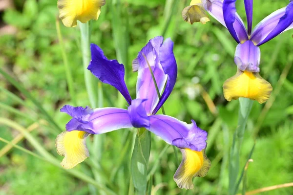 庭の美しい虹彩の花 — ストック写真