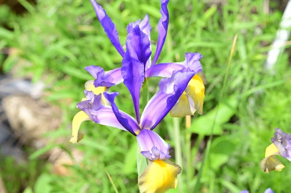 Красиві Квіти Ірису Саду — стокове фото