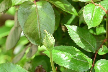 Bahçede yetişen yeşil bitkiler