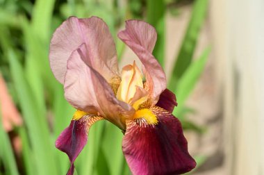 beautiful  iris flower  growing in garden in spring 