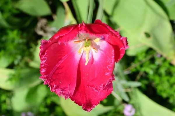 Beautiful Red Tulip Garden — Stock Photo, Image