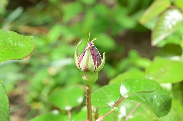 stock image beautiful botanical shot, natural wallpaper, rose bud 