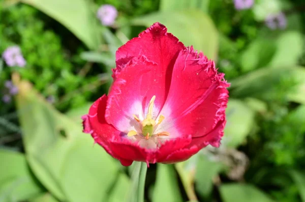 Bela Flor Tulipa Rosa Jardim — Fotografia de Stock