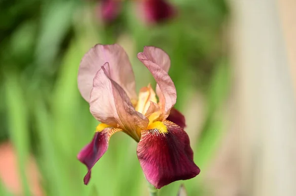 Hermosa Flor Iris Creciendo Jardín Primavera —  Fotos de Stock