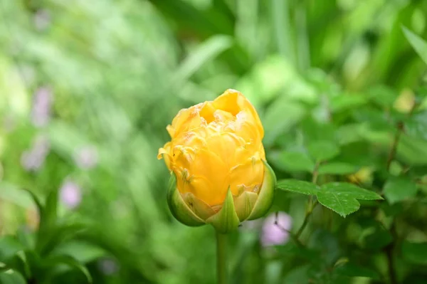 Belle Fleur Poussant Dans Jardin Printemps — Photo