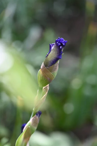 Bahçedeki Güzel Mor Çiçekler — Stok fotoğraf