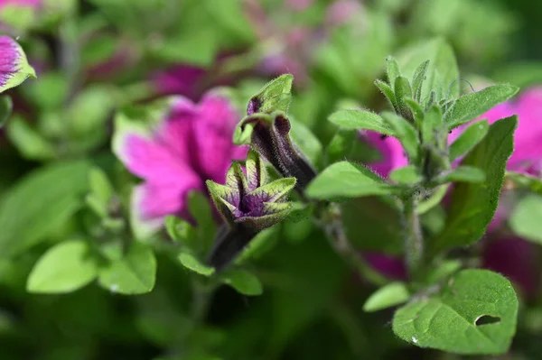 stock image beautiful pink flowers in the garden