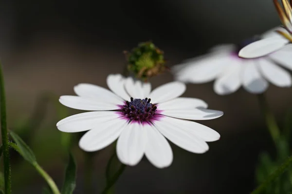 White Flowers Growing Garden — Stock Photo, Image