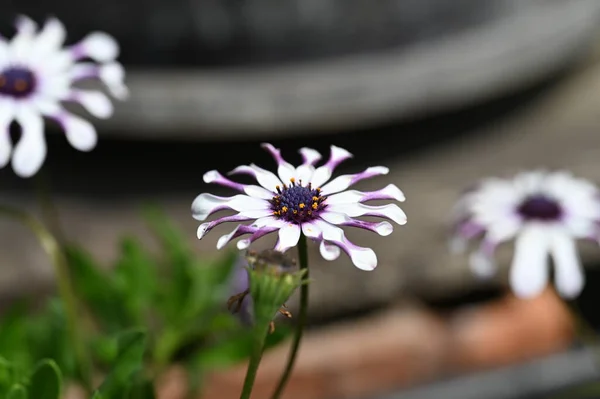 stock image beautiful white and purple flowers in the garden