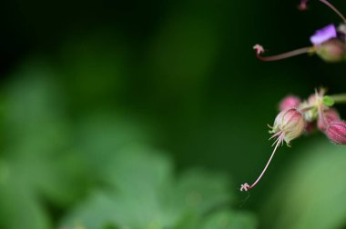 Bahçedeki güzel pembe çiçekler