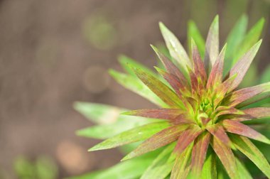 Bahçede yetişen yeşil bitkiler