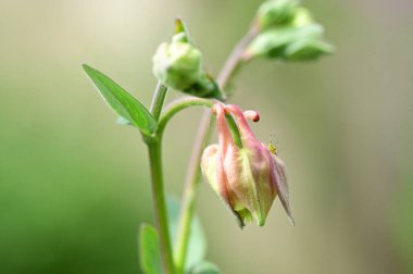 Bahçedeki güzel pembe çiçekler