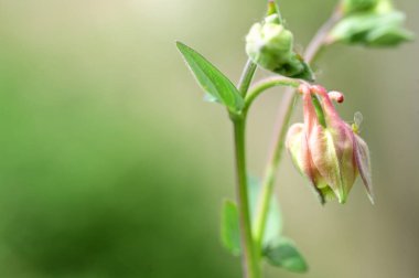Bahçedeki güzel pembe çiçekler