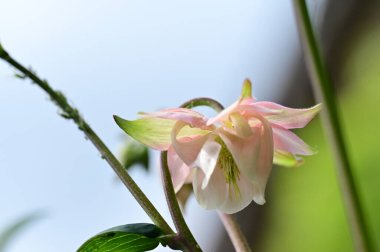 Bahçedeki güzel pembe çiçekler