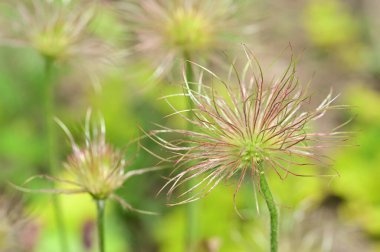 beautiful flowers  growing in garden in spring 