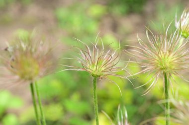 beautiful flowers  growing in garden in spring 