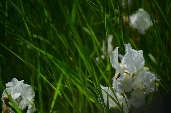 庭で成長する白い花 — ストック写真