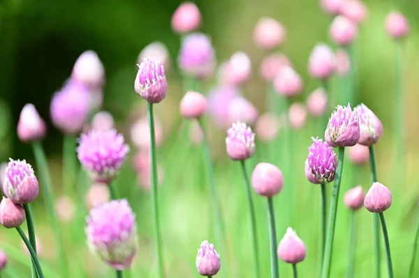 stock image beautiful pink flowers in the garden