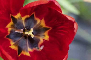 Bahçedeki güzel kırmızı lale çiçeği