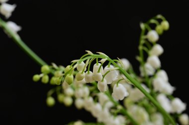 Siyah arkaplanda beyaz küçük çiçekler